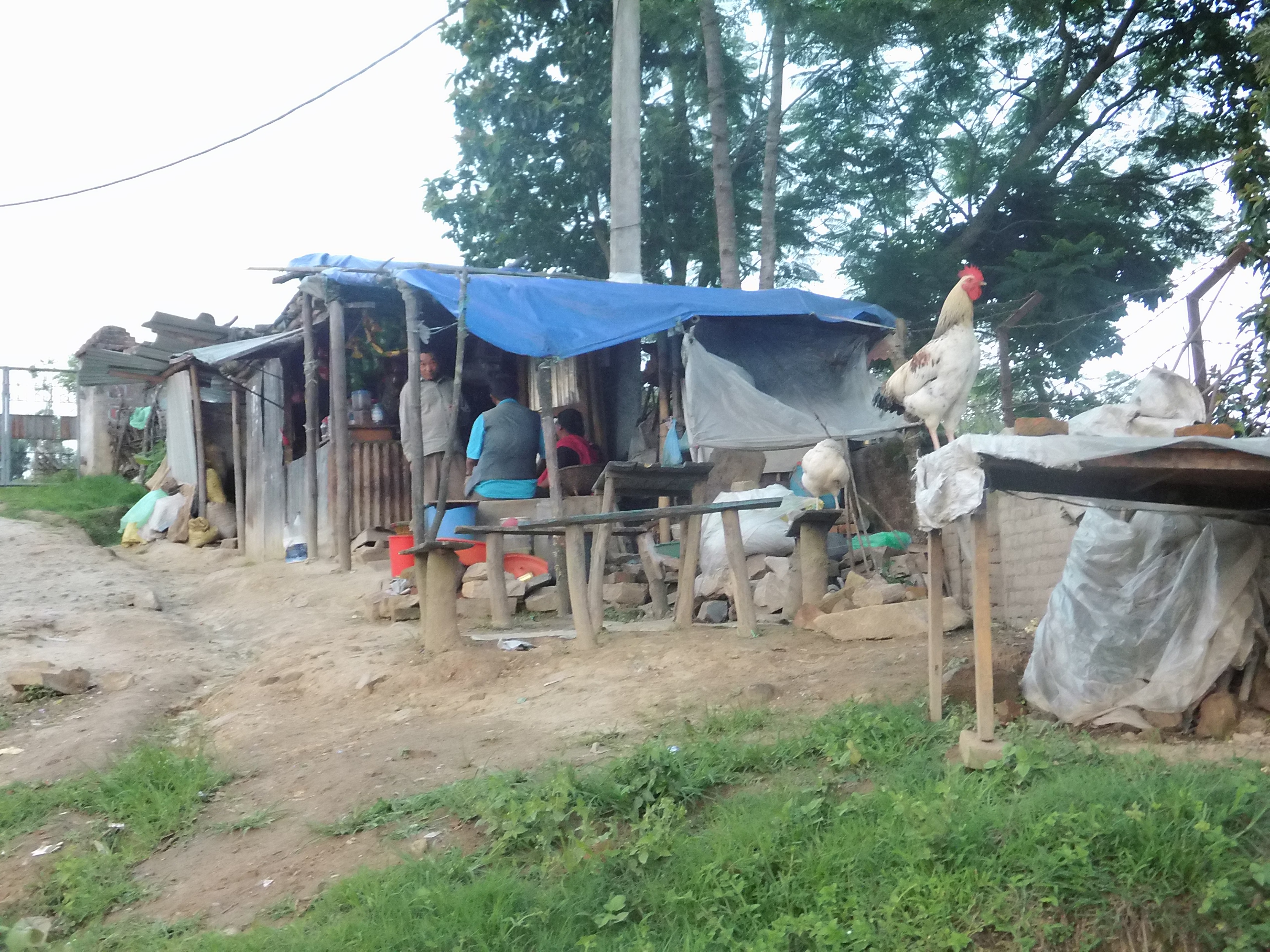 Haan in krottenwijk Nepal